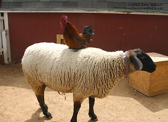 Rooster Riding A Sheep
