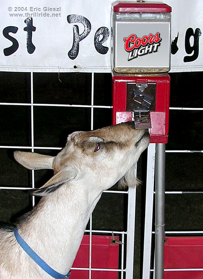 Petting Zoo Goat